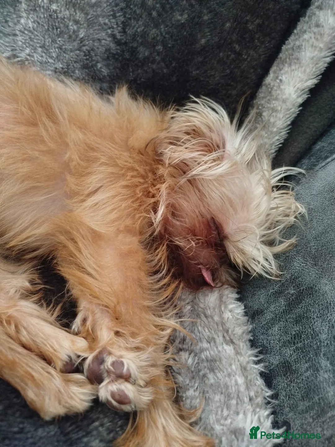 Griffon Bruxellois dogs for sale: Mini Chocolate Fawn Male - Advert 7