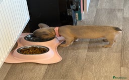 French Bulldog dogs for sale: Female French bulldog ❤️ - Image 6