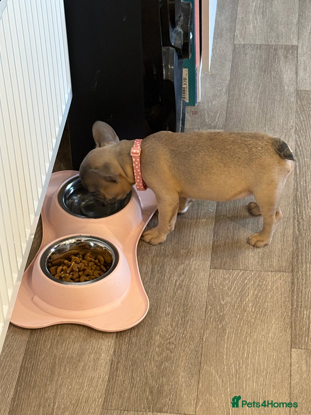 French Bulldog dogs for sale: Female French bulldog ❤️ - Image 6
