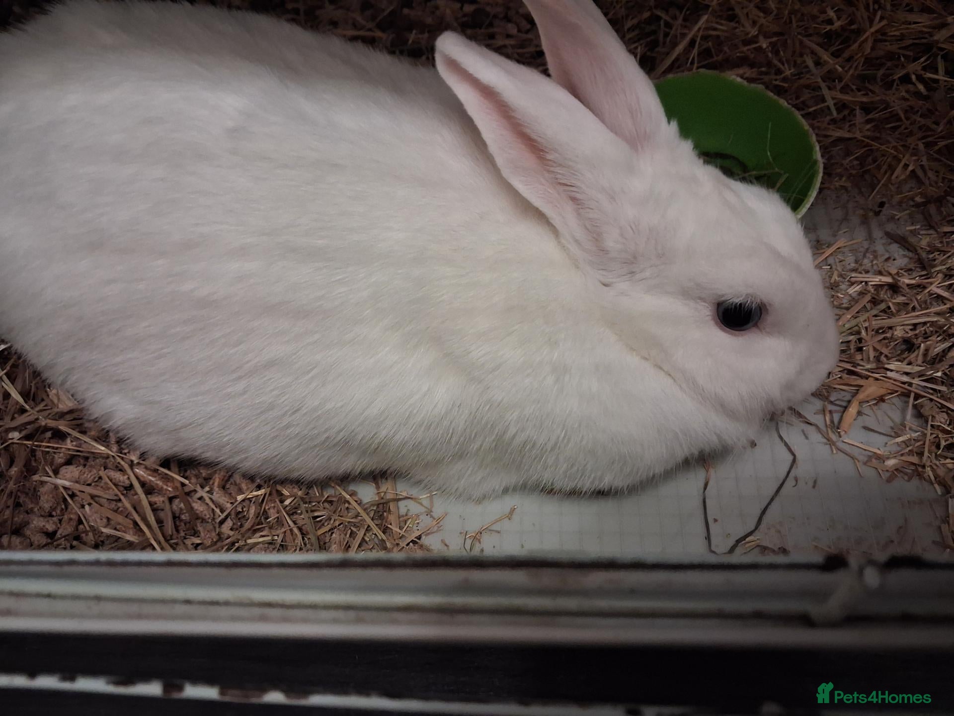 Mixed Breed rabbits for sale: 2 female rabbits looking for a loving home - Advert 11