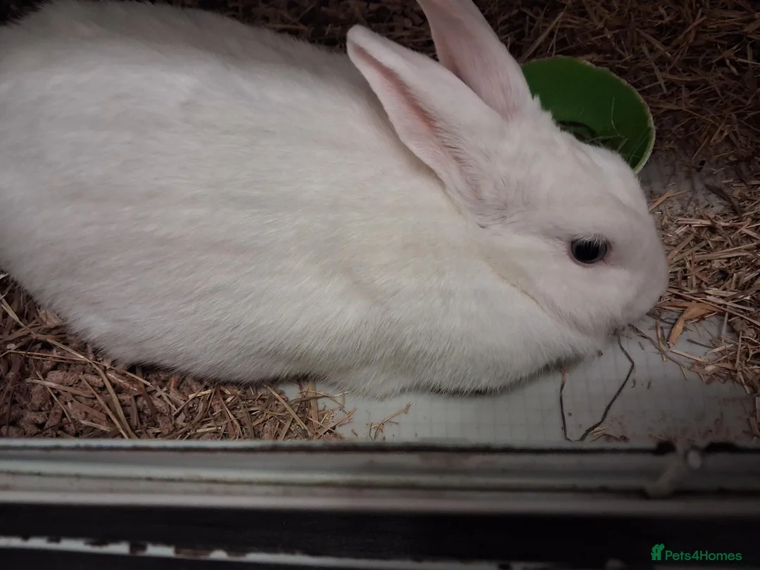 Mixed Breed rabbits for sale: 2 female rabbits looking for a loving home in Southampton - Advert 1