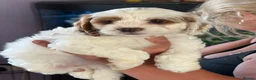 Cavapoo dogs for sale: Patch - Advert 14