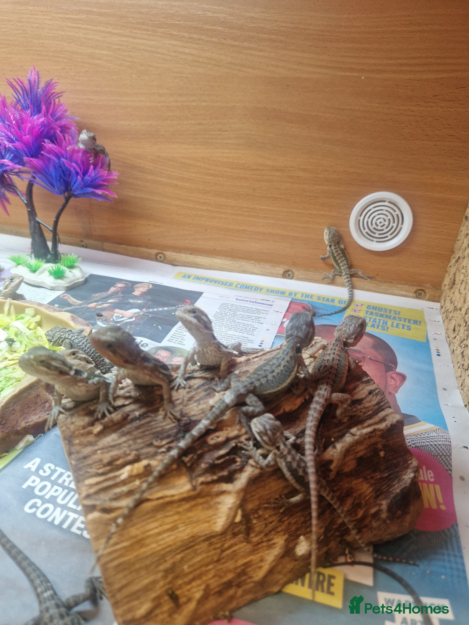 Bearded Dragon reptiles Baby Bearded Dagons - Advert 1