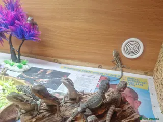 Bearded Dragon reptiles Baby Bearded Dagons - Advert 13