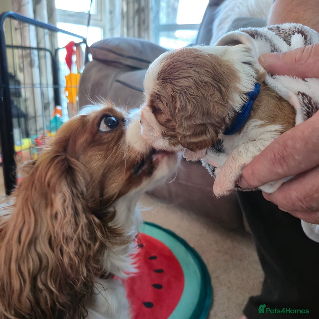 Cavalier King Charles Spaniel dogs for sale: KC Registered, Cavalier King Charles Spaniels  - Image 12