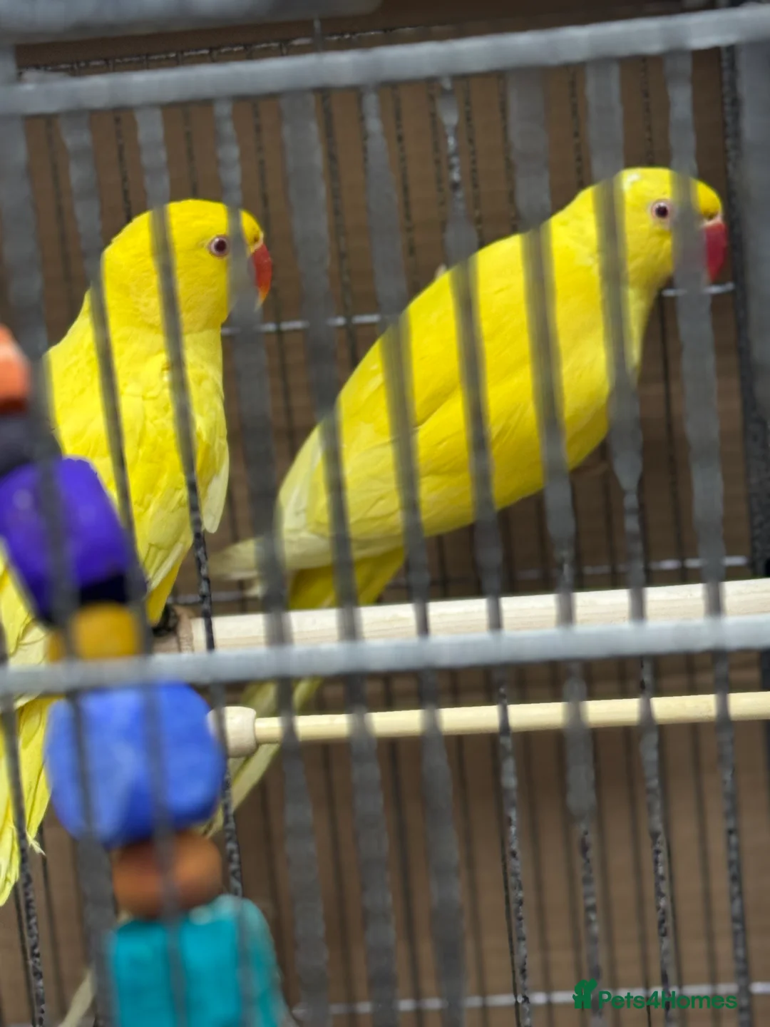 Ringnecks birds for sale: Sheffield  - Advert 1