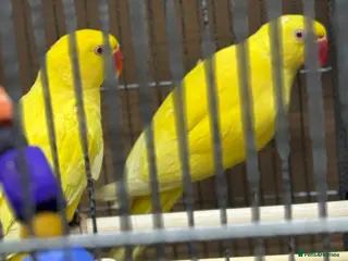 Ringnecks birds Sheffield - Advert 2