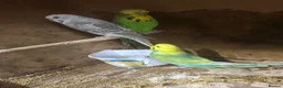 Budgerigars birds for sale: Budgies in West Bromwich - Advert 2