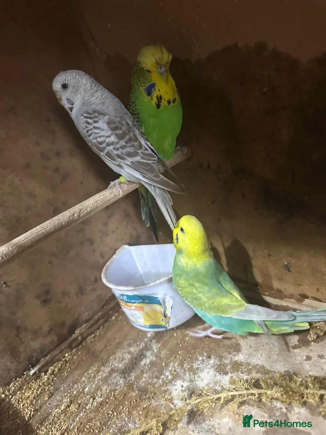 Budgerigars birds for sale: Budgies in West Bromwich - Advert 2