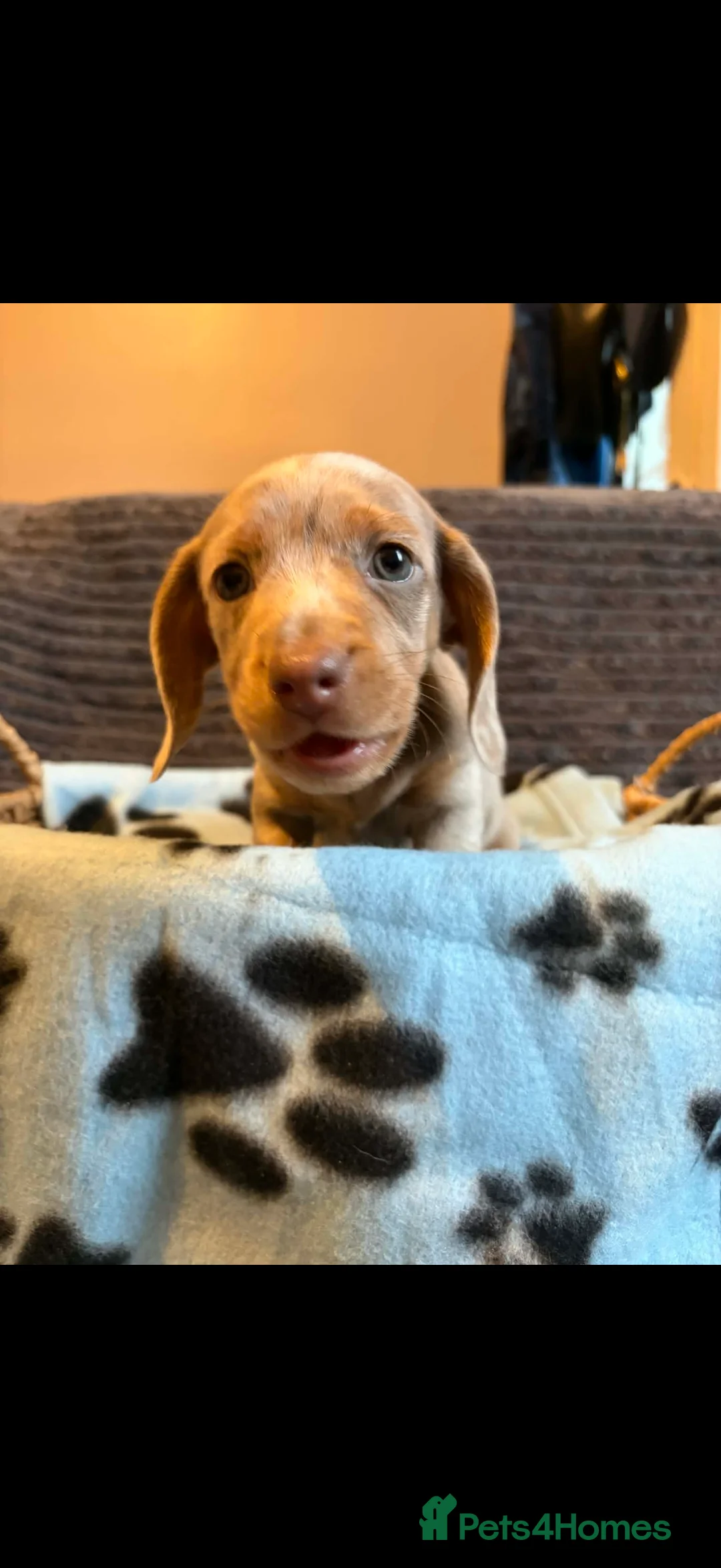 Miniature Dachshund dogs for sale: KC registered Miniature Dachshund puppies  - Advert 5