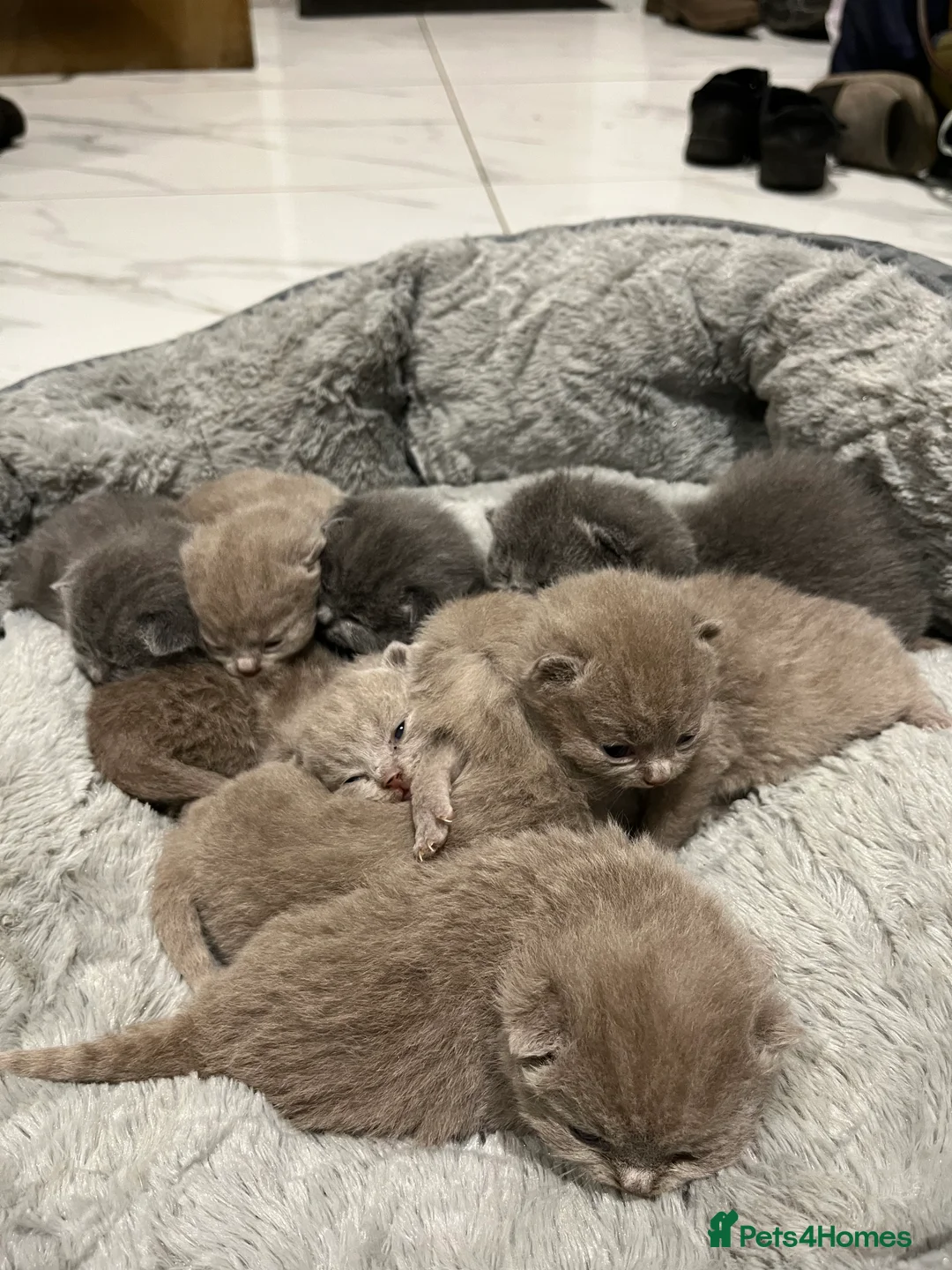 British Shorthair cats for sale: British Shorthair kittens 🐈‍⬛ - Advert 5