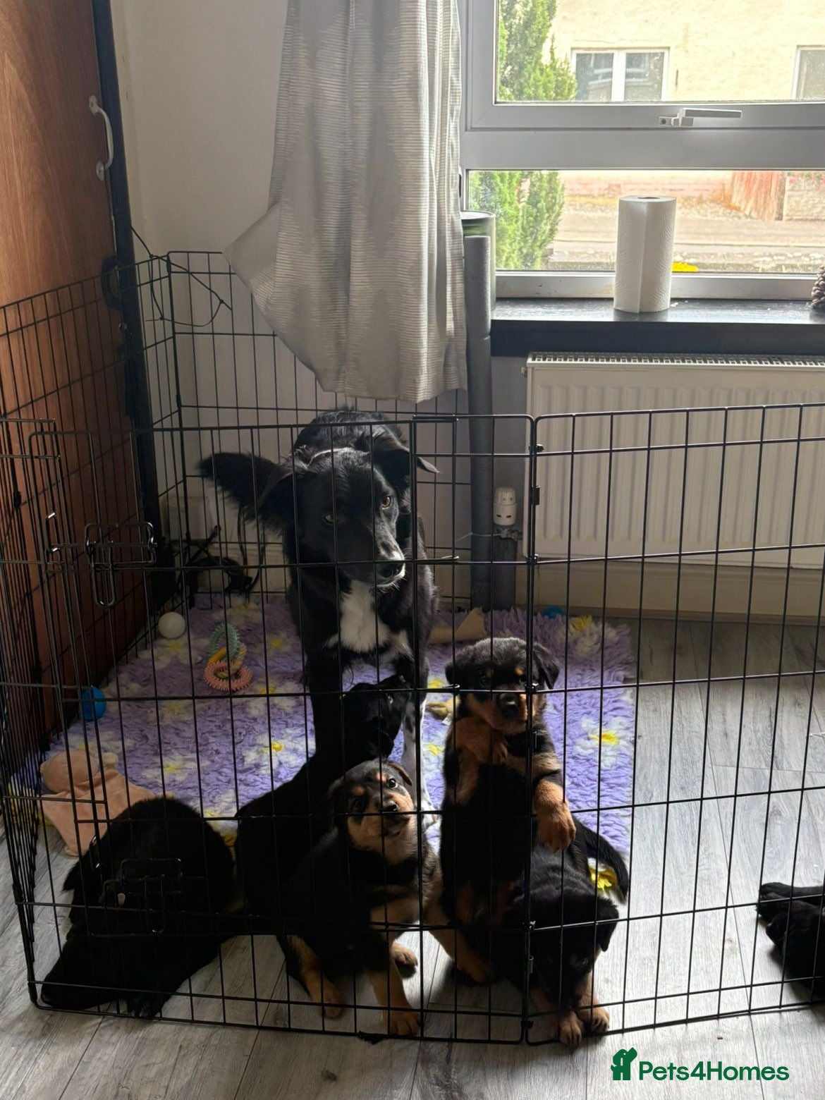 Mixed Breed dogs Border collie × German shepherd × rottweilers - Advert 3