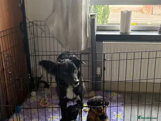 Mixed Breed dogs Border collie × German shepherd × rottweilers - Advert 3