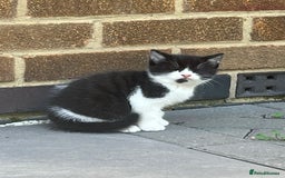 British Shorthair cats for sale: 3 British shorthair kittens  - Image 17