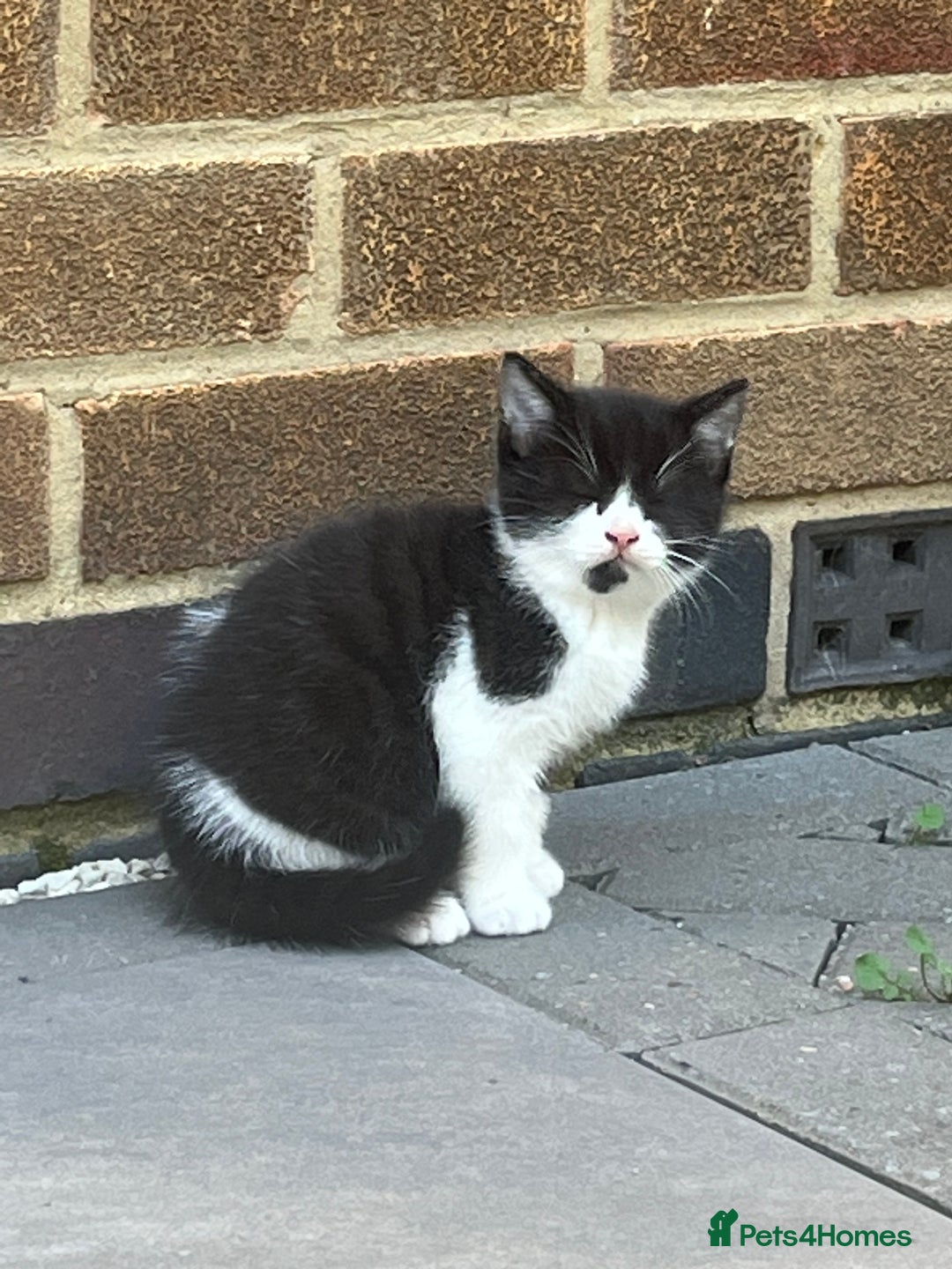 British Shorthair cats for sale: 3 British shorthair kittens  - Image 17