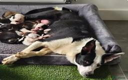 Border Collie dogs for sale: Adorable Border Collie Pups Ready for Loving Homes - Advert 7