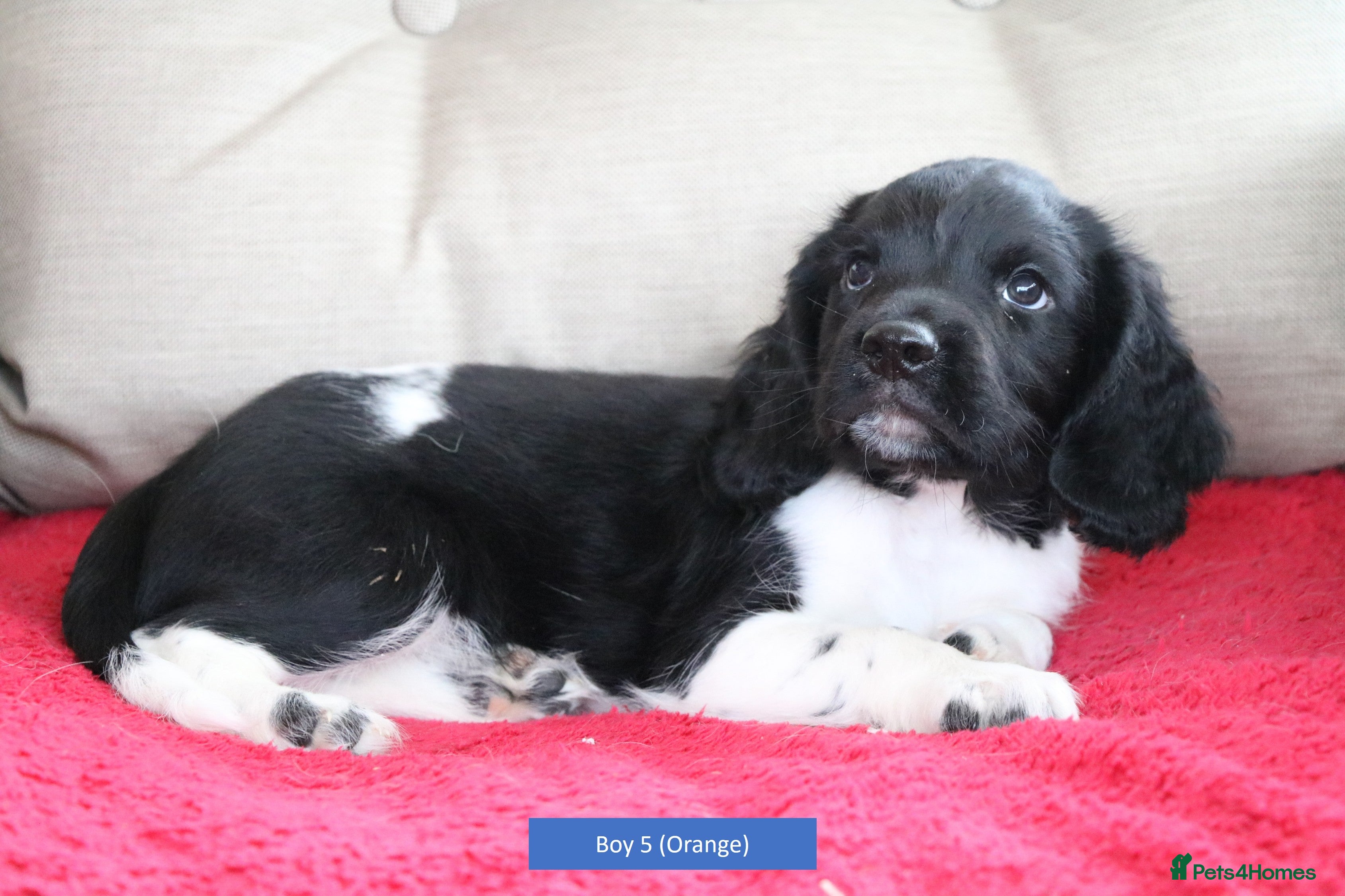 English Springer Spaniel dogs Health Tested English Springer Spaniel Puppies - Advert 11