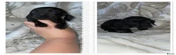 Miniature Dachshund dogs for sale: Dachshund  in Milton Keynes - Advert 11