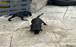 Labrador Retriever dogs for sale: Beautiful Labrador Puppies (3 boys 2 girls) in Wishaw - Image 15