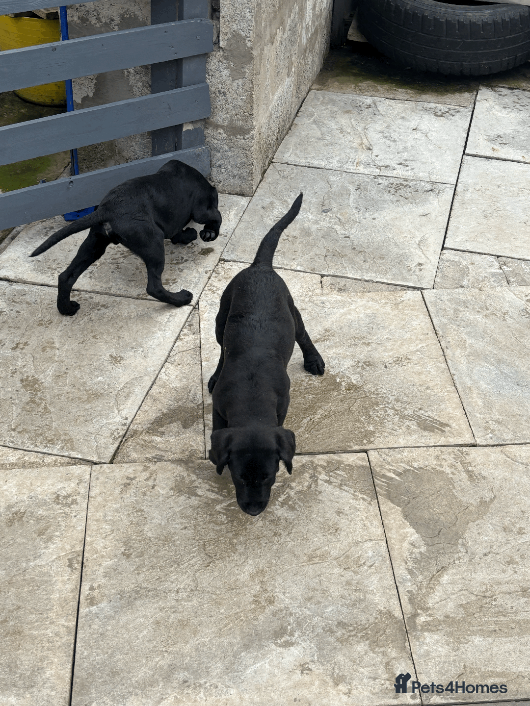 Labrador Retriever dogs for sale: Beautiful Labrador Puppies (3 boys 2 girls) in Wishaw - Image 15