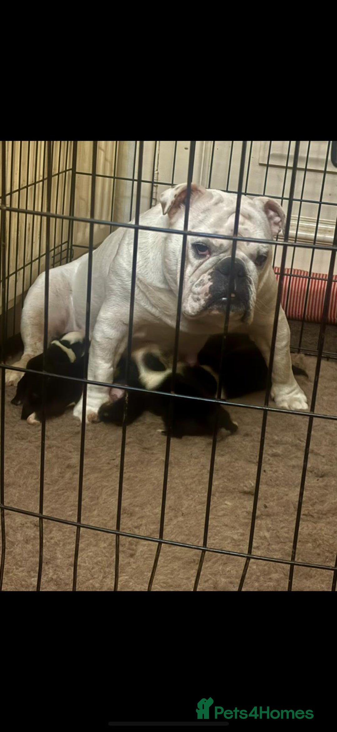 Mixed Breed dogs for sale: Big beautiful Bull Staffs  - Advert 1