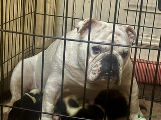 Mixed Breed dogs Big beautiful Bull Staffs - Advert 1