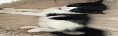 RagaMuffin Kitten 1