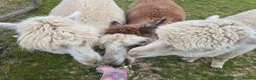Alpaca livestock for sale: 4 female pet alpacas in Norwich - Advert 1