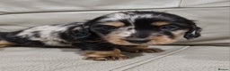 Miniature Dachshund dogs for sale: KC Reg. PRA Clear Long Haired Mini Dachshunds  - Advert 18