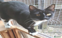 Mixed Breed cats for adoption: FAITH - Image 3
