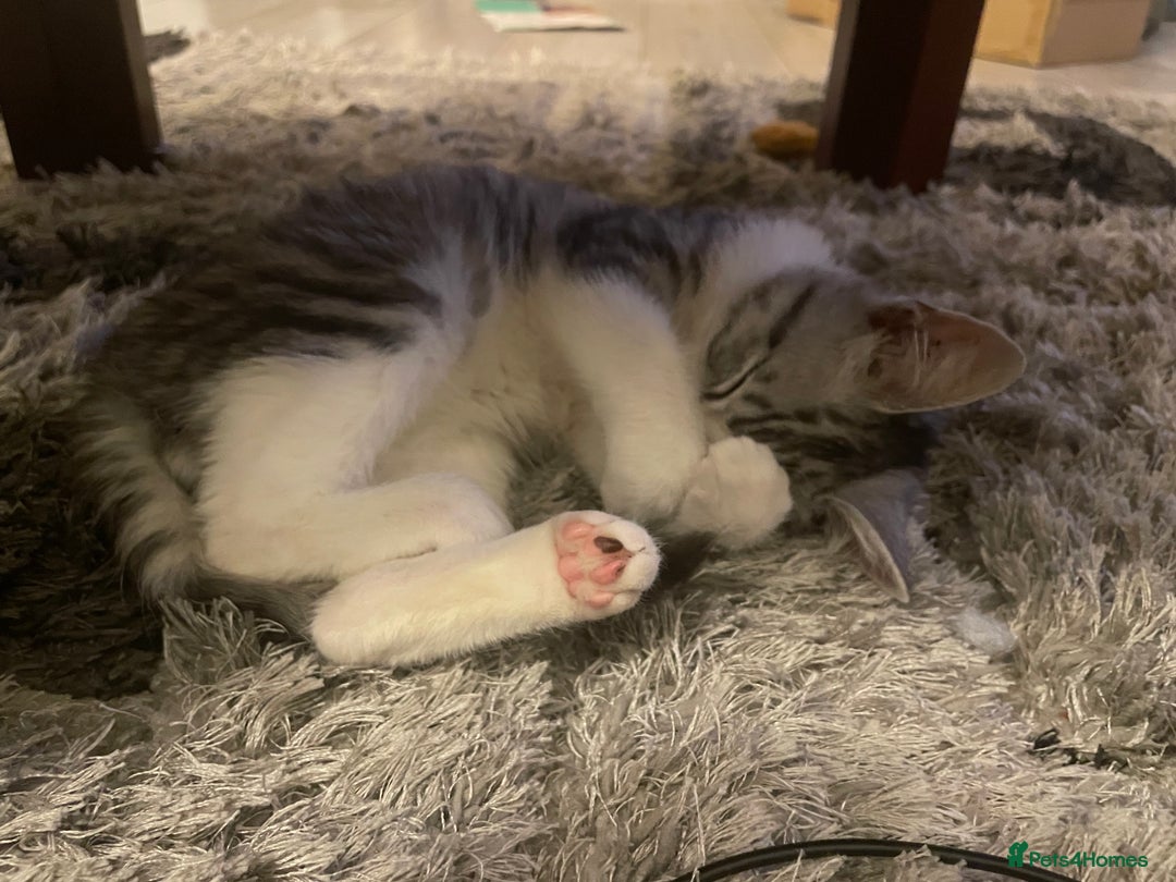 American Shorthair cats for sale: Sushy loving kitten looking for permanent home - Advert 9