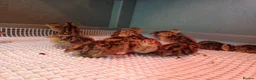 Quail poultry for sale: Coturnix quail for sale  in Truro - Advert 3
