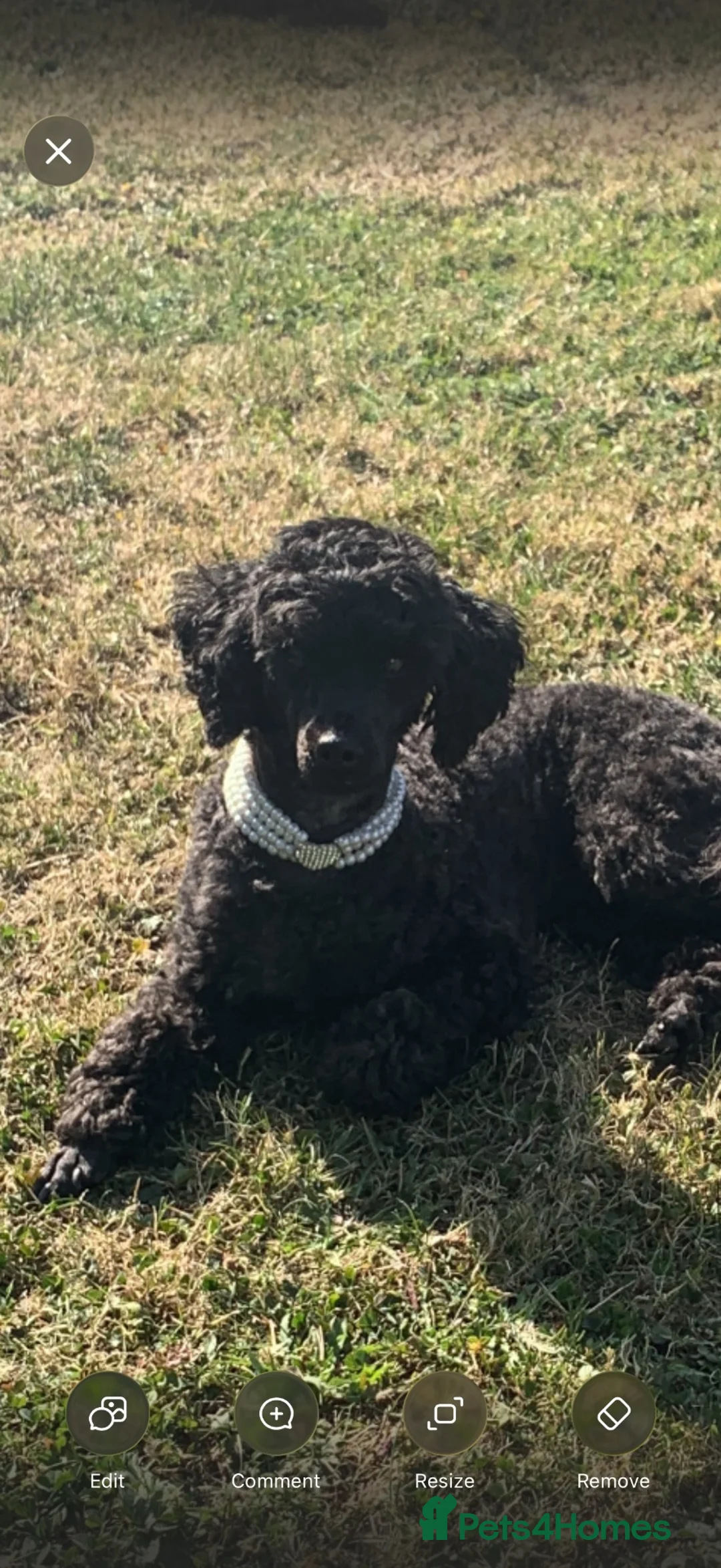 Maltipoo dogs for sale: Home raised Maltipoo puppies 2 boys, 3 girls in Chelmsford - Advert 2