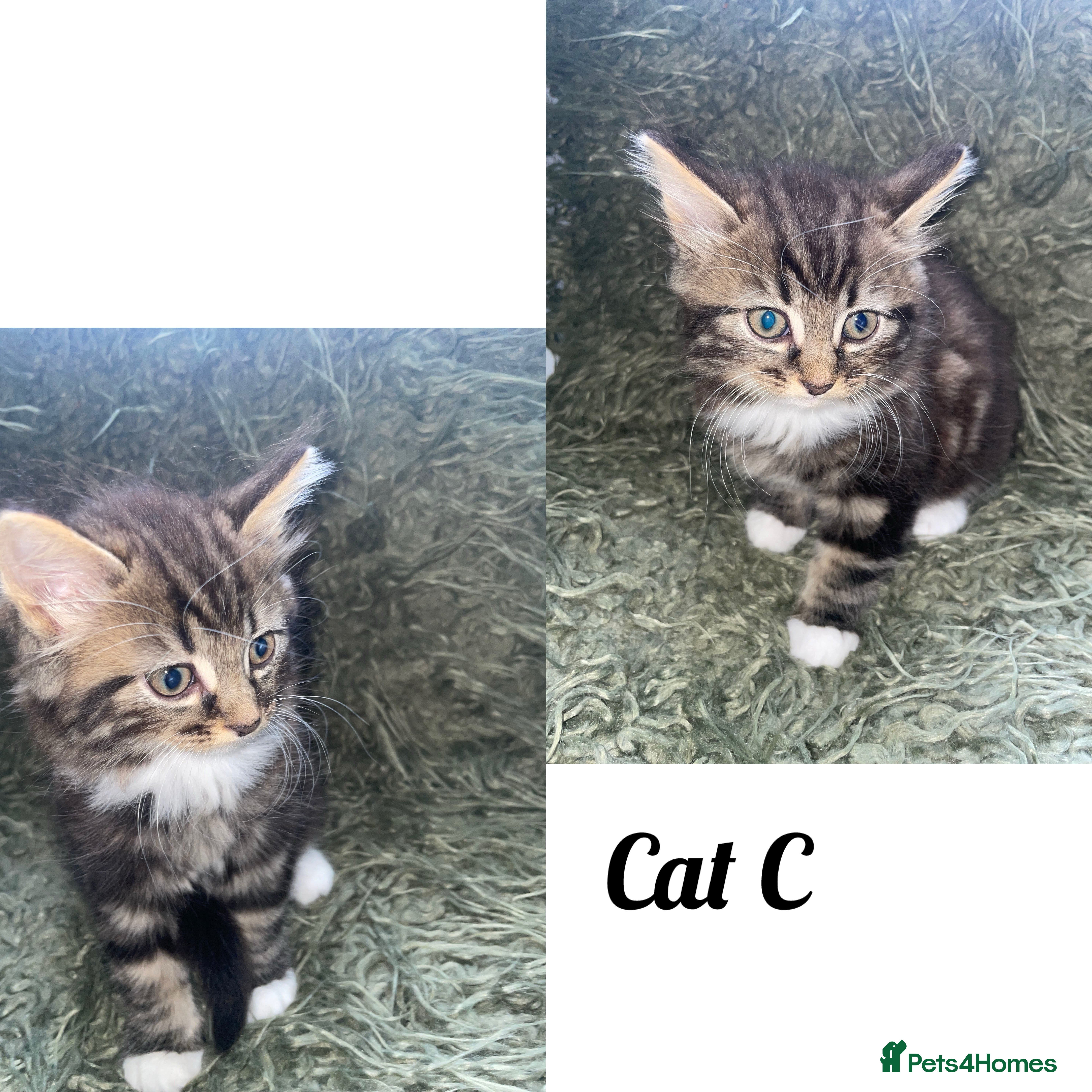Mixed Breed Kitten 3