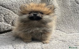 Pomeranian dogs for sale: Pomeranian  puppies  - Image 31