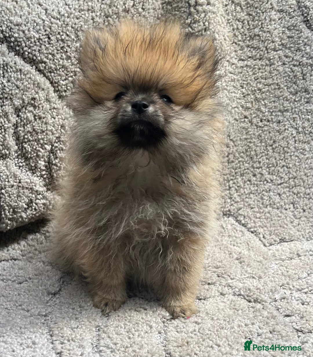 Pomeranian dogs for sale: Pomeranian  puppies  - Image 31