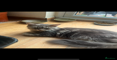 Maine Coon cats in Greenford - Advert 12