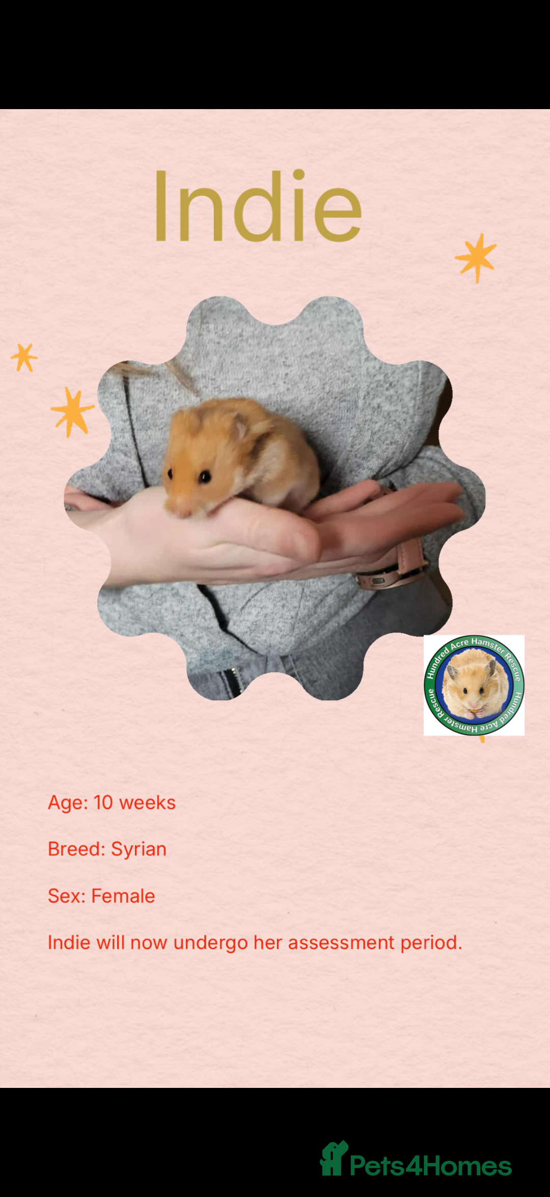 Hamster rodents for sale: Hamsters  - Advert 7