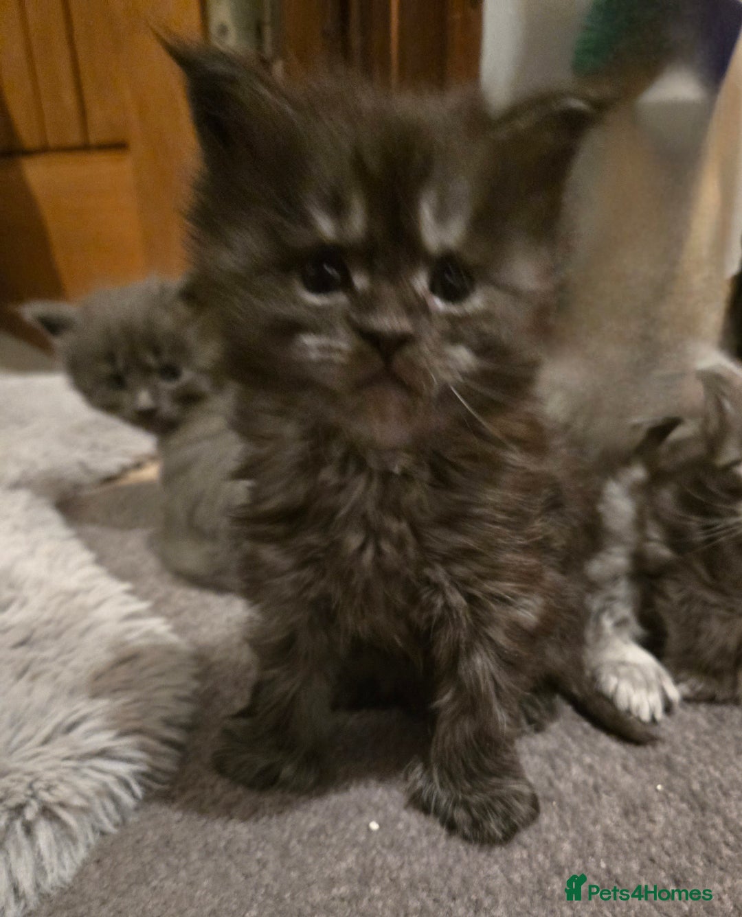 Maine Coon cats for sale: ✨✨ POLLYDACTYL MC  TiCA REG - Advert 25