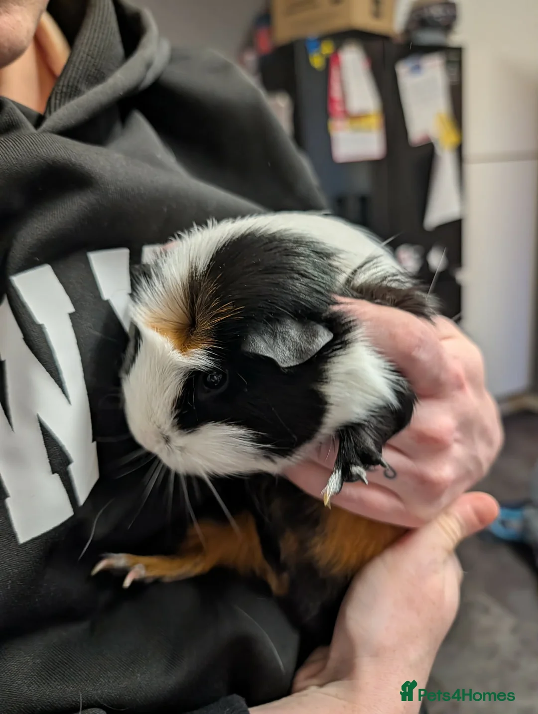 Guinea Pig rodents for sale: 2 female Guinea pigs with set up  - Advert 1