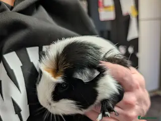 Guinea Pig rodents 2 female Guinea pigs with set up - Advert 10