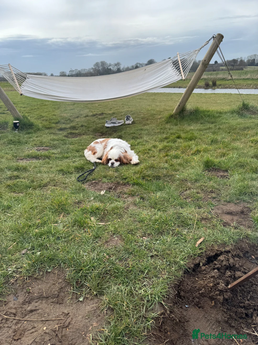 Cavalier King Charles Spaniel dogs for sale: Toby kings Charles spaniel  - Advert 5