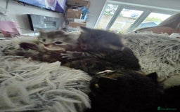 British Longhair cats for sale: Longhaired grey and black kittens, 2 ready now - Image 14