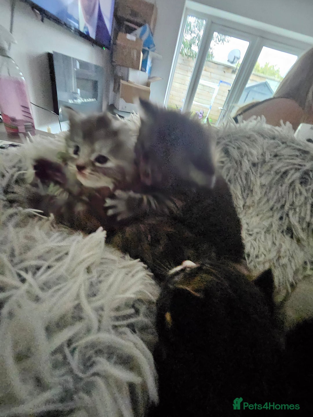 British Longhair cats for sale: Longhaired grey and black kittens, 2 ready now - Image 14