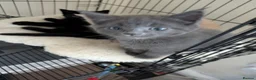 Maine Coon cats for sale: Maine coon kittens ready for new homes  in Carlisle - Advert 8