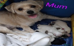 Morkie dogs for sale: Beautiful Morkie Puppies - Image 19