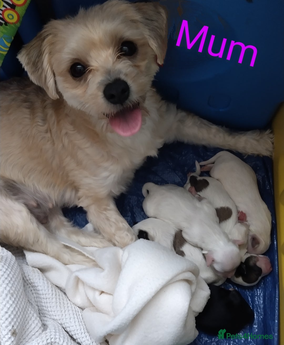 Morkie dogs for sale: Beautiful Morkie Puppies - Image 19
