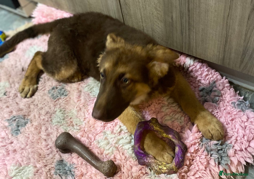 German Shepherd dogs for sale: Liver and tan German shepherds - Image 19