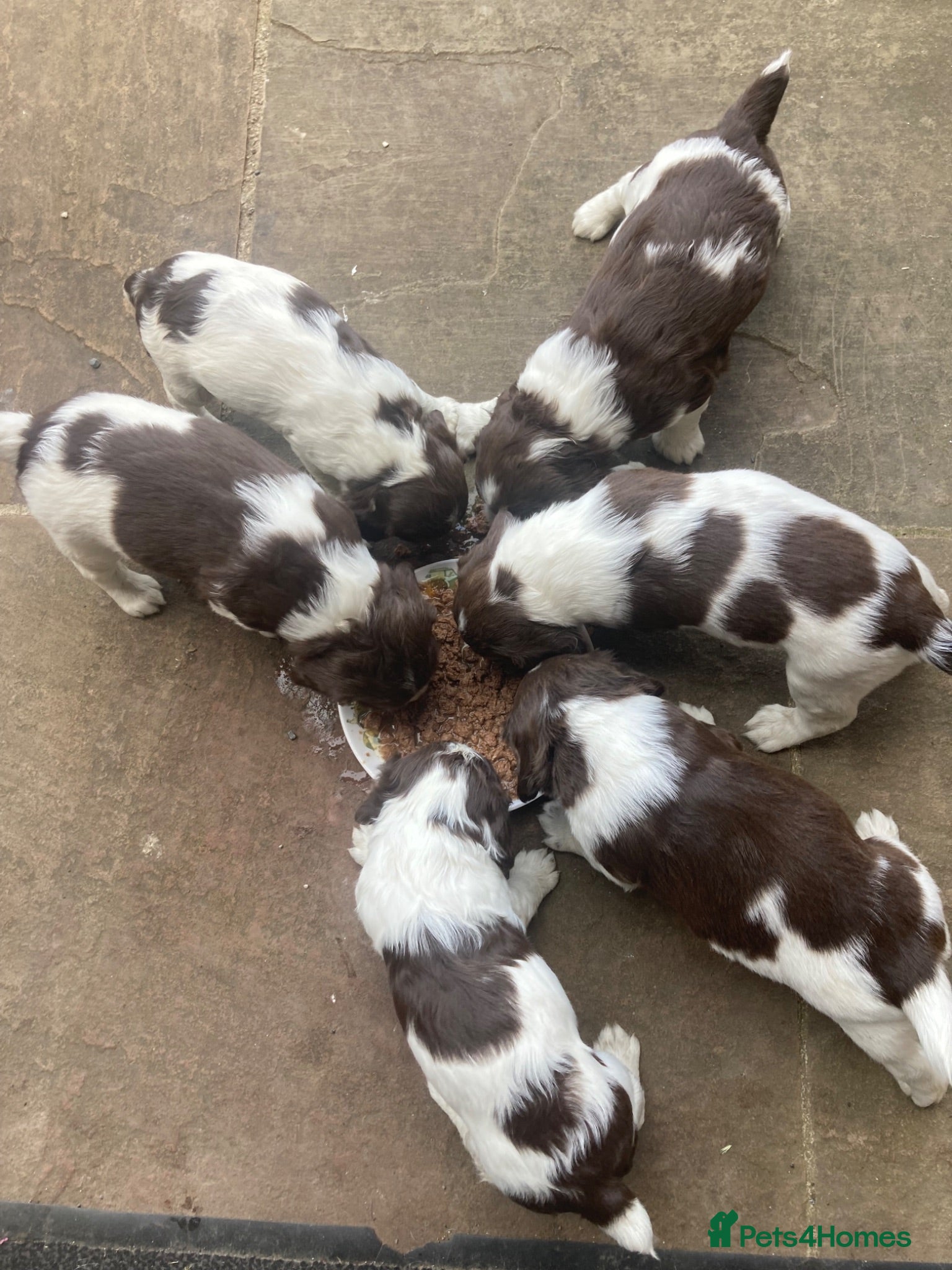 English Springer Spaniel dogs KC Reg Liver and White English Springer Spaniels - Advert 1