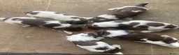 English Springer Spaniel dogs for sale: KC Reg Liver and White English Springer Spaniels - Advert 1